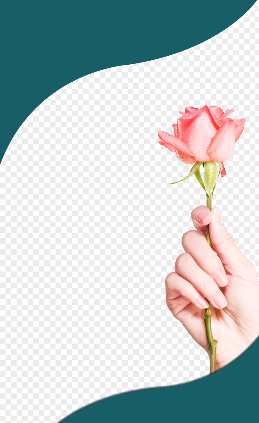 Rose Left Hand Stock Photography PNG
