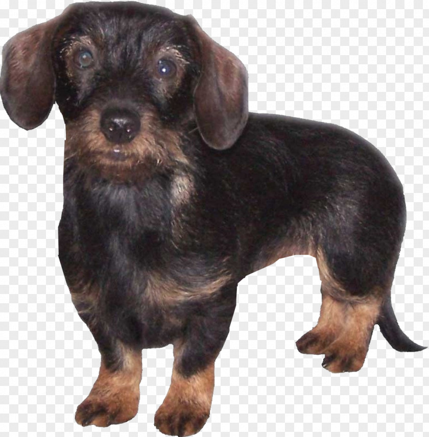 20 Dachshund Schnoodle English Toy Terrier Puppy Dog Breed PNG
