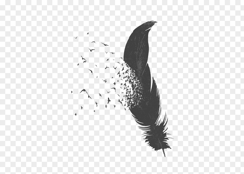 Falling Feather Bird Drawing PNG