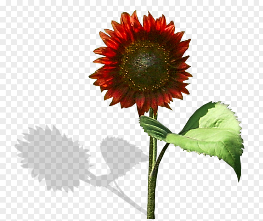 Red Sunflower Common Transvaal Daisy PNG