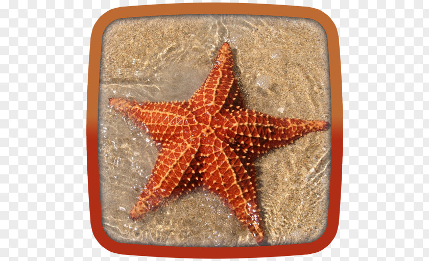 Starfish Crown-of-thorns Regeneration Sea Marine Habitats PNG
