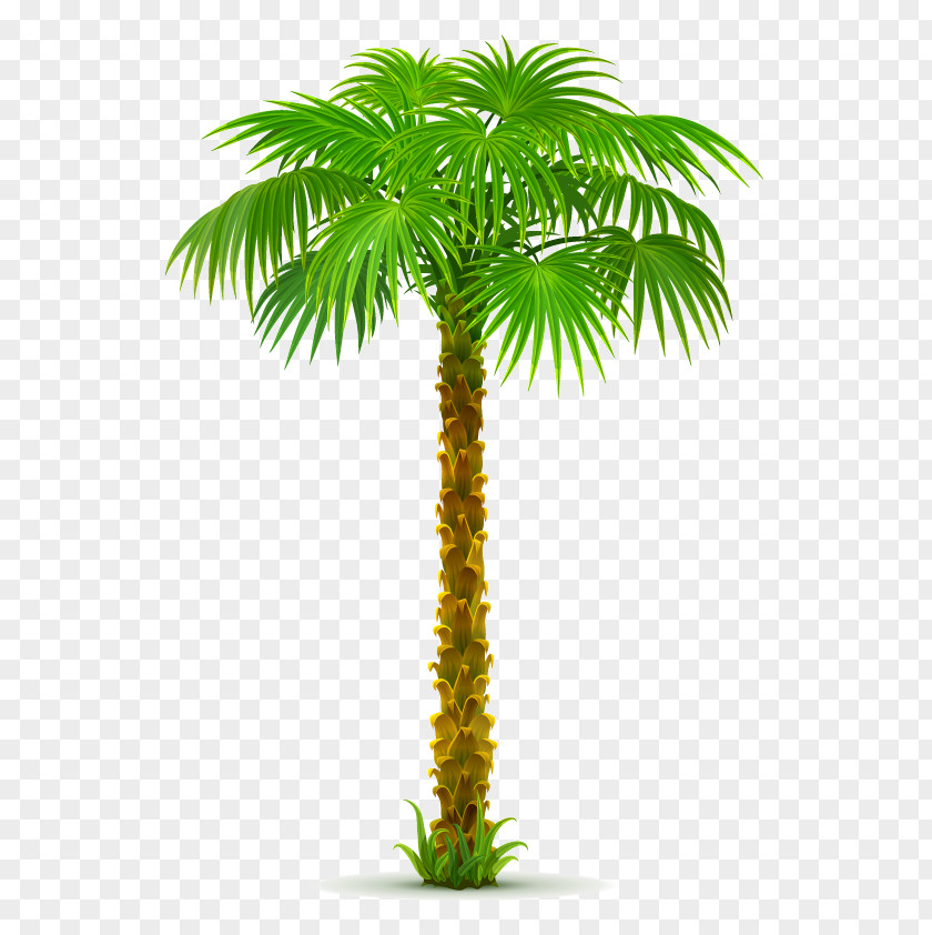 Tree Clip Art Palm Trees California PNG