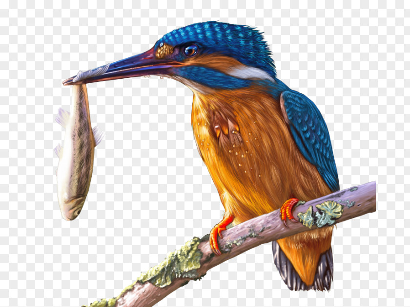 Bird Pied Kingfisher Image PNG