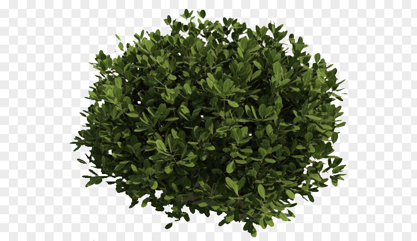 Bushes PNG clipart PNG