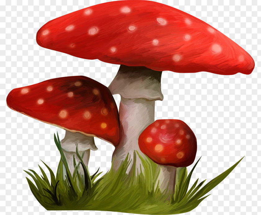 Mushroom Nala HTTP Cookie Clip Art PNG