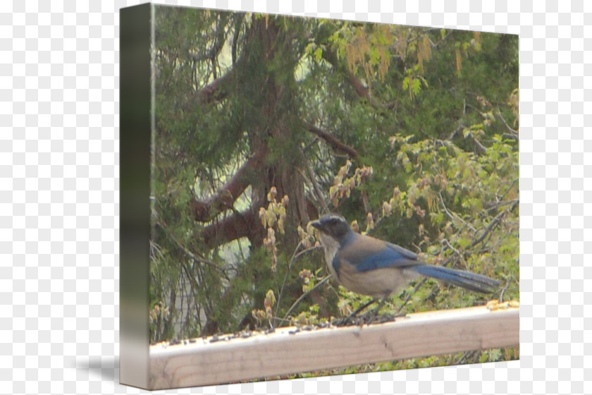 Blue Jay Fauna Ecosystem Magpie Beak PNG