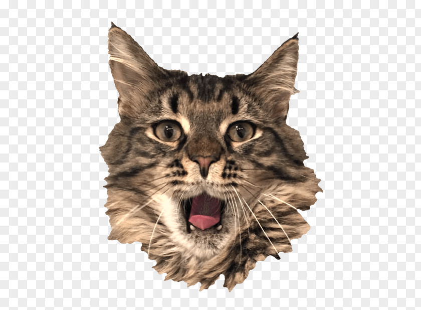 Cat Whiskers Wildcat Tabby Sticker PNG