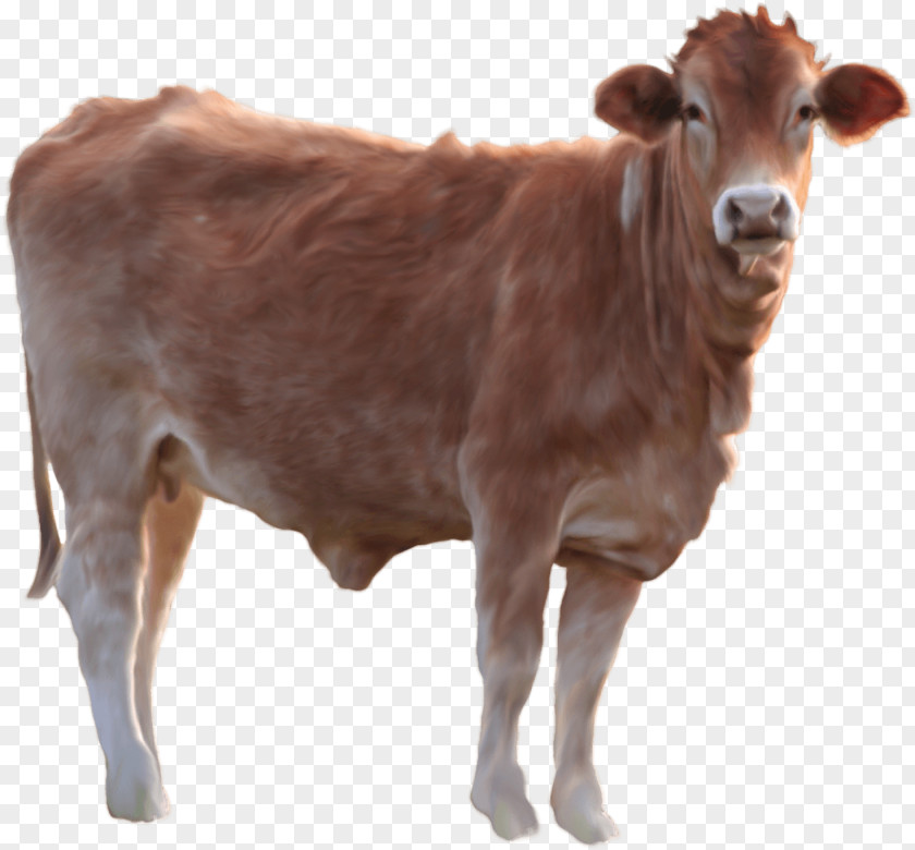 Cow Image Cattle Calf PNG