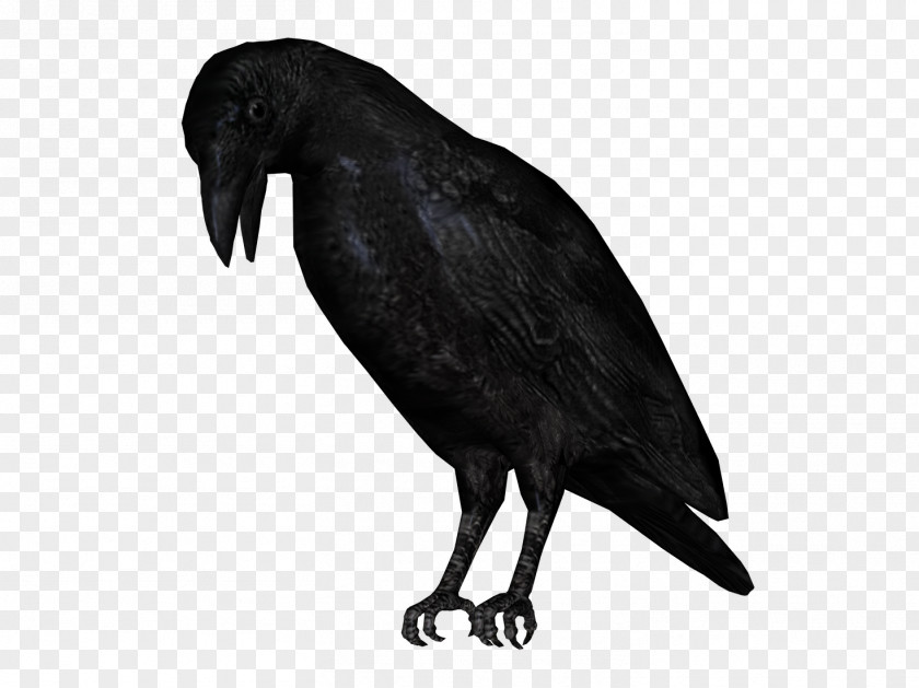Crow Bird American Clip Art PNG