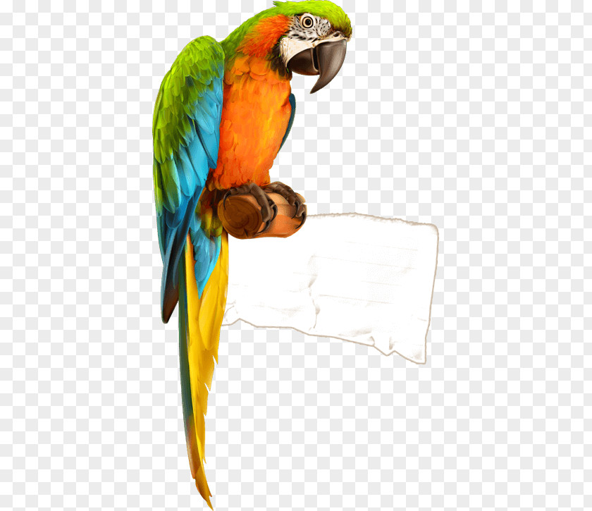 Parrot Bird Macaw PNG