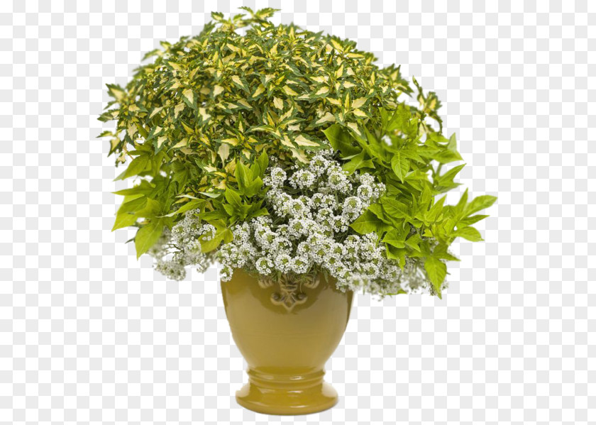 Plants Sweet Potatoes Garden Flowerpot PNG