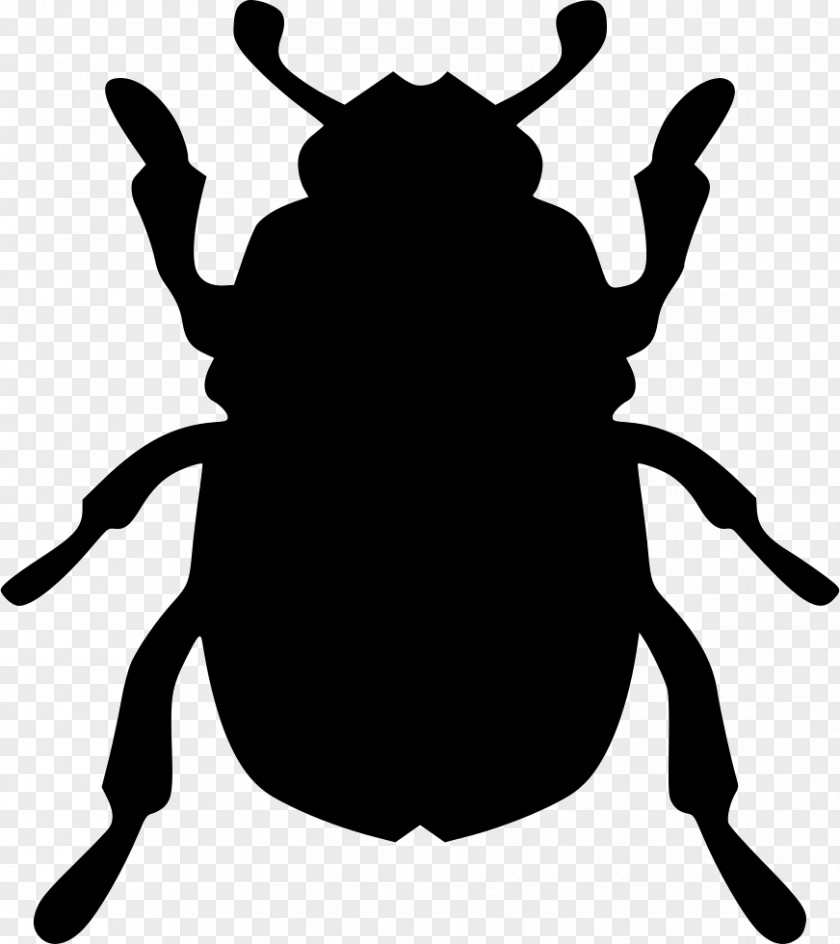 Beetle Biology Clip Art PNG