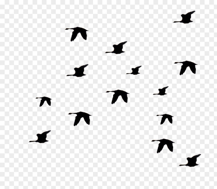 Bird Flight Flock Clip Art PNG