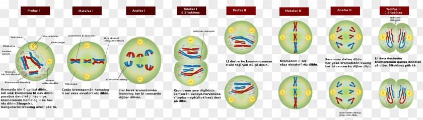 Cell Division Meiosis Mitosis Prophase Bivalent PNG