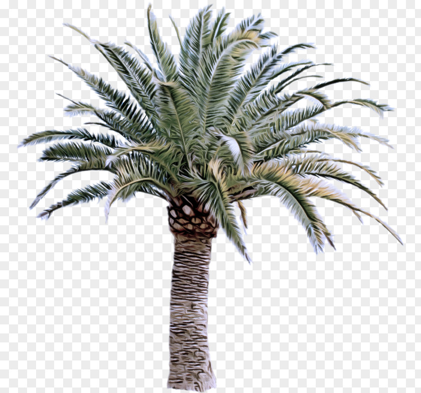 Borassus Flabellifer Attalea Speciosa Palm Tree PNG