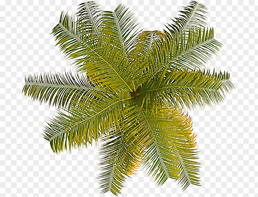 Branch Arecales Palm Tree PNG