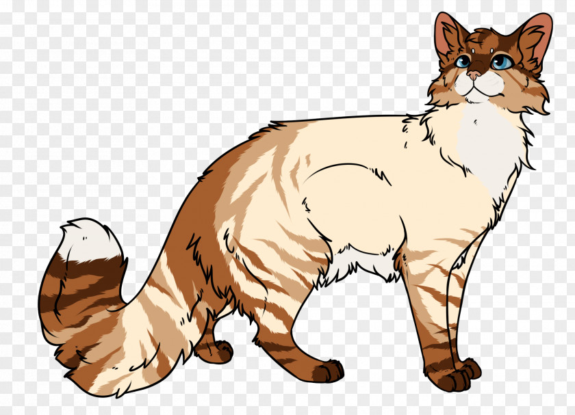 Kitten Whiskers Red Fox Wildcat Dog PNG