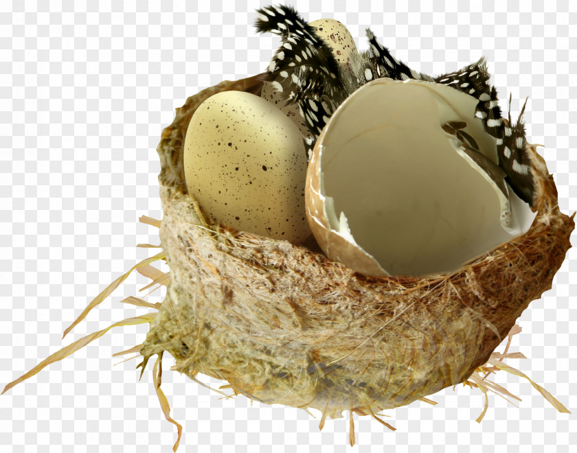 Nest Bird Clip Art PNG