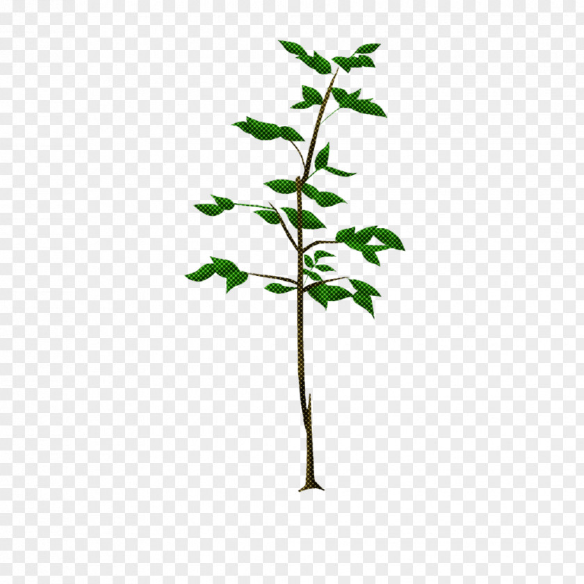 Twig Woody Plant Flower Leaf Tree Green PNG