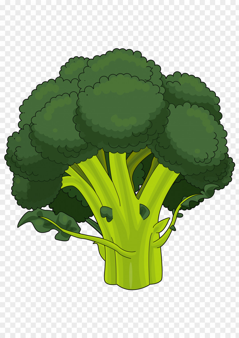 Broccoli Drawing PDF Cauliflower PNG