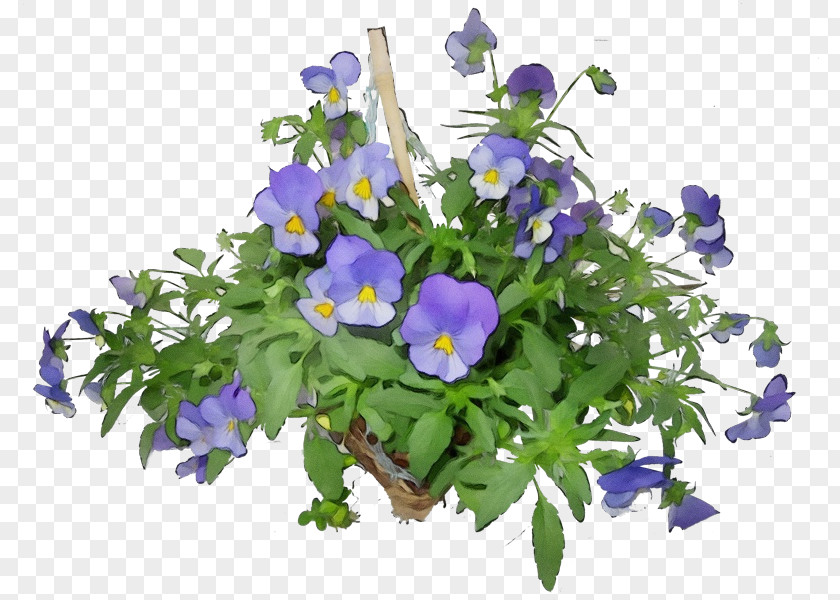 Dayflower Bellflower Family Purple Watercolor Flower PNG