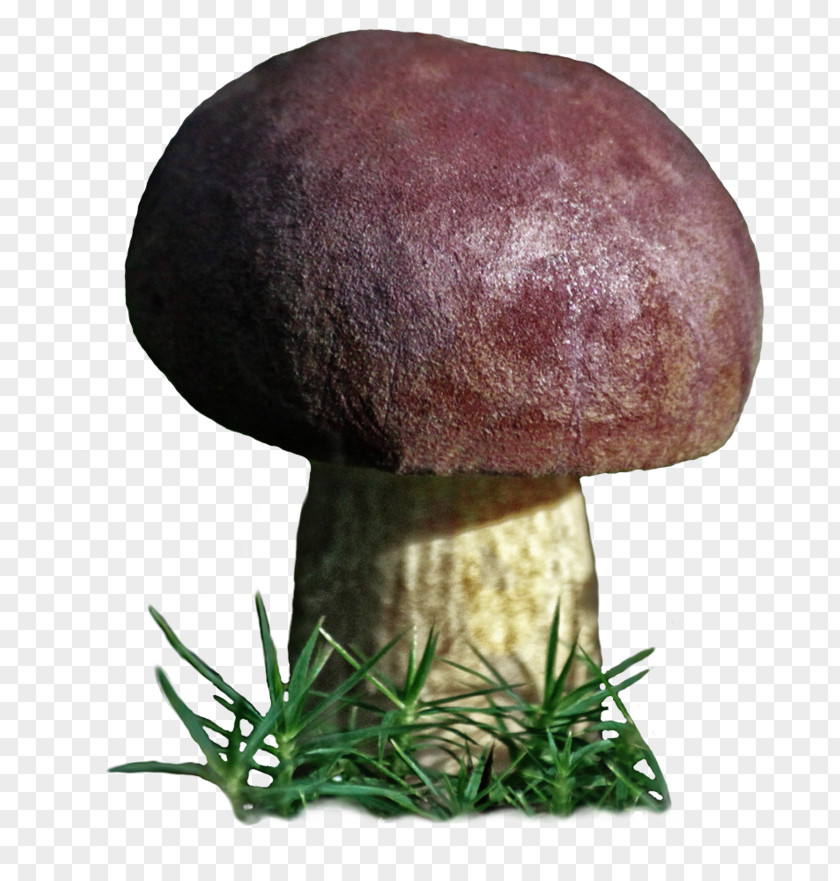Mushroom Boletus Edulis Edible Bolete Medicinal Fungi PNG
