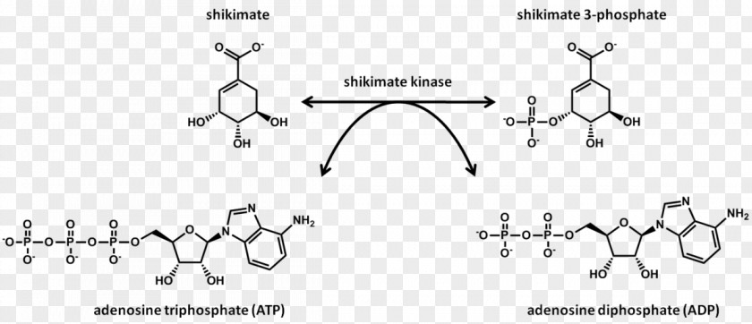 Shikimate Kinase Shikimic Acid Chemical Reaction Pathway PNG