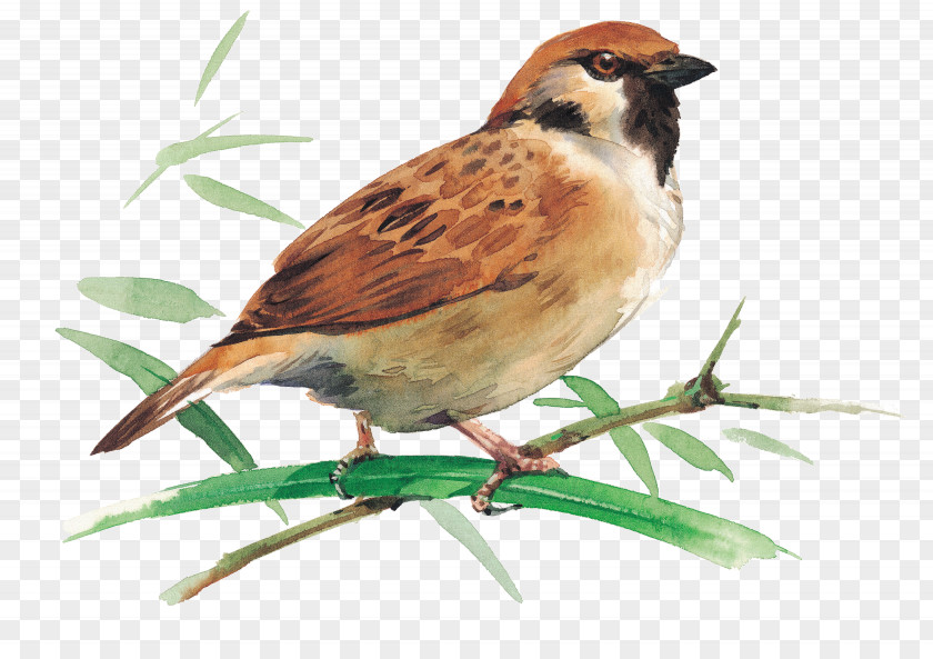 Sparrow Bird Migration Rook House Feeder PNG