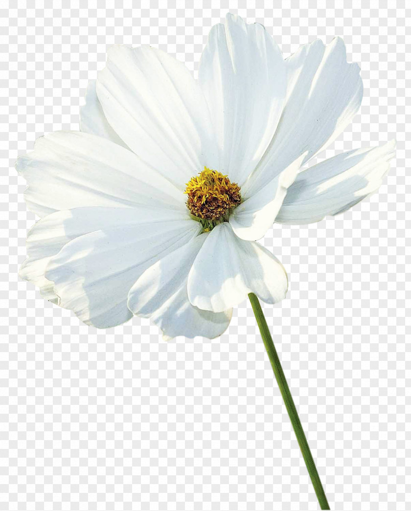 White Flowers Flower Petal PNG