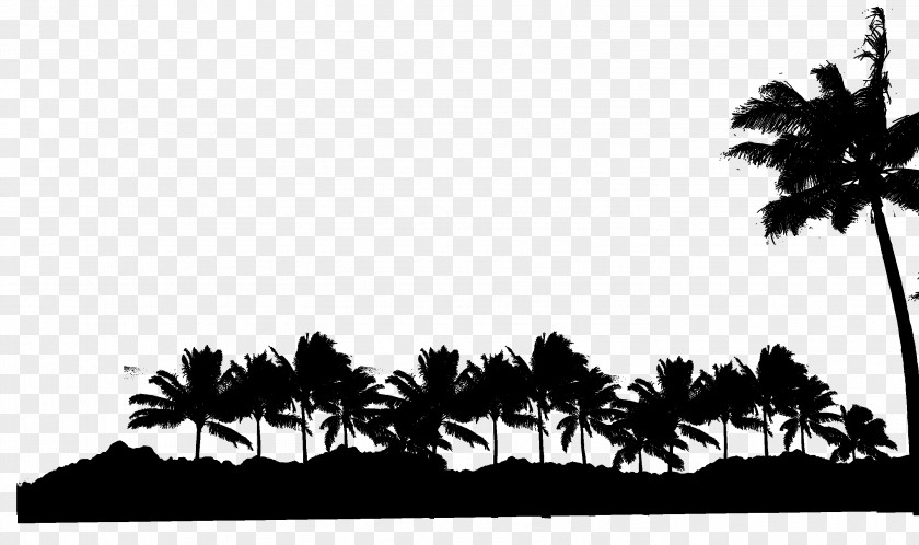 M Palm Trees Leaf Desktop Wallpaper Asian Palmyra Black & White PNG