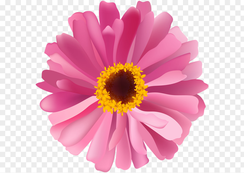 HEART FLOWER Chrysanthemum Daisy Family Flower Argyranthemum Frutescens PNG