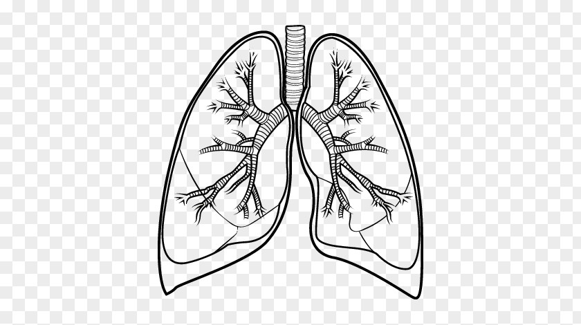 Lung Drawing Bronchus Human Body PNG