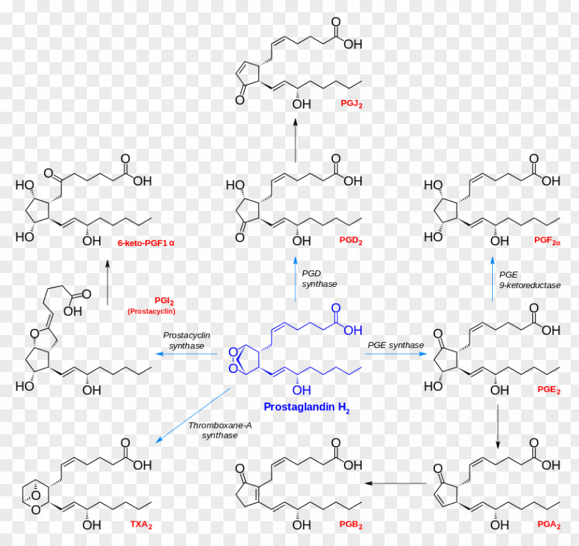Prostanoid Prostaglandin H2 Chemical Synthesis Prostacyclin PNG