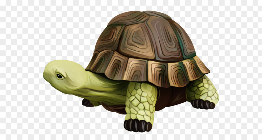 Turtle Box Turtles Watercolor Painting Computer Software PNG