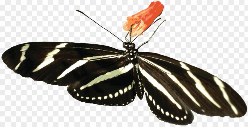 Zebra Butterfly Insect Clip Art PNG