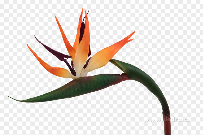 Apartment Bird Of Paradise Flower Flowering Plant Discounts And Allowances House PNG