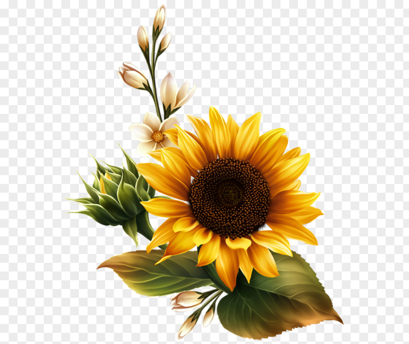 Common Sunflower PNG sunflower, A of the sunny , yellow sunflower clipart PNG