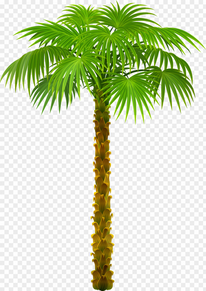 Palm Tree Clipart Picture Trees Clip Art PNG