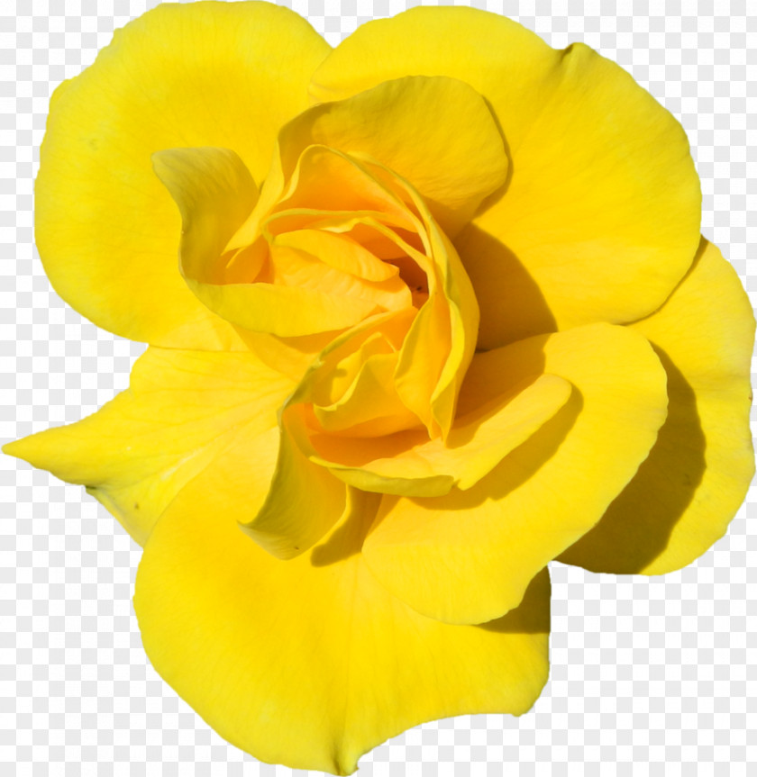 Rose Garden Roses Floribunda Cut Flowers Petal PNG