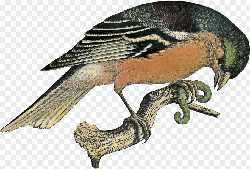 Sparrow Songbird Swallow Bird PNG