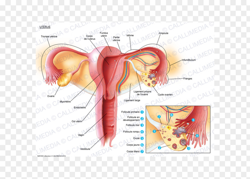 Uterus Fallopian Tube Ovary Myometrium Anatomy PNG