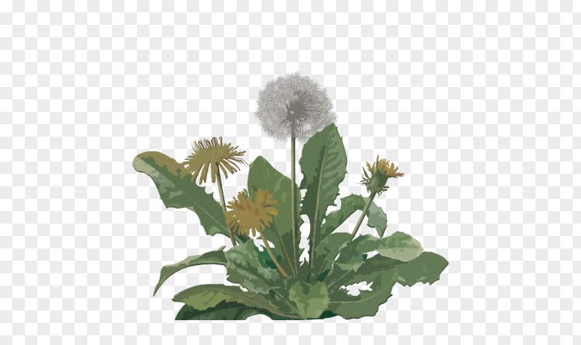 Watercolor Dandelion Coffee Tea Common Flowering Plant PNG