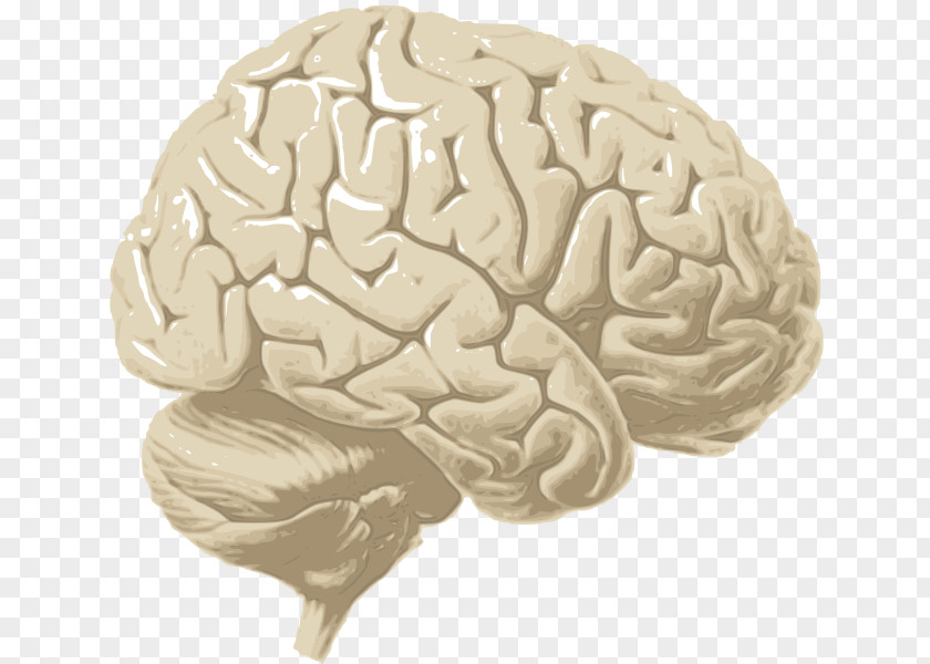 Brain Human Cerebrum Cerebral Cortex Hemisphere PNG