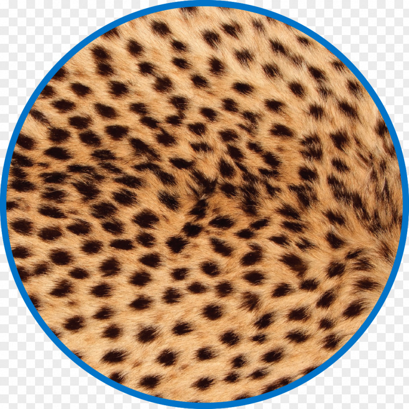 Cheetah Leopard Stock Photography Stock.xchng Image PNG