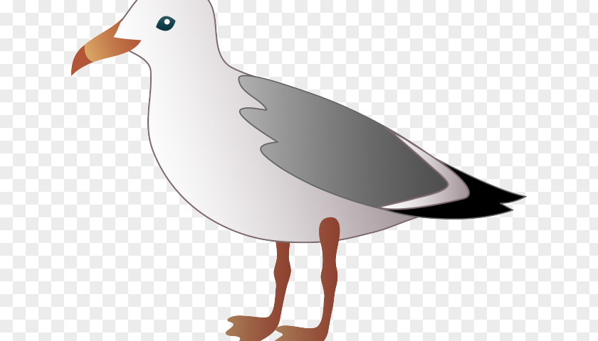 Criminal Justice Symbols Color Sheet Clip Art Gulls Bird Download Image PNG