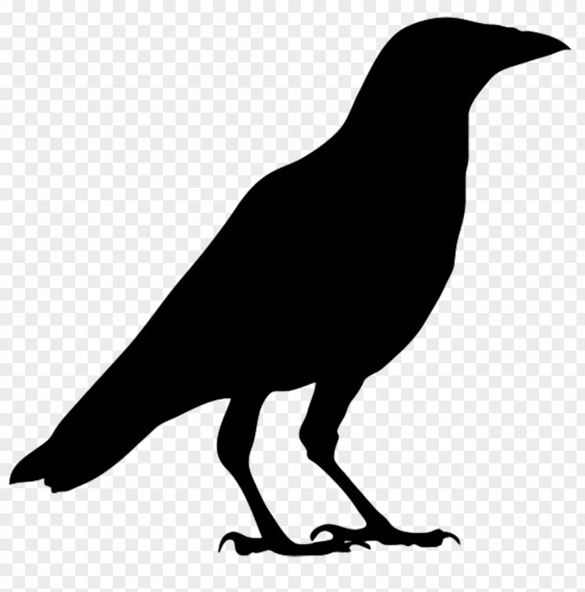 Flying Crow American Common Raven Bird Carrion Clip Art PNG