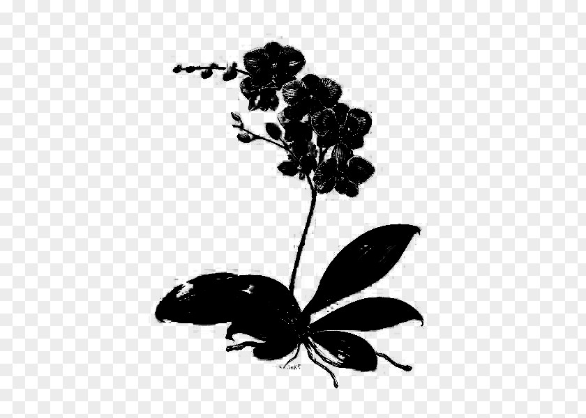 Insect Flower Plant Stem Leaf Silhouette PNG