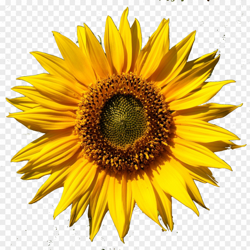 Sunflower Common Daisy Family Clip Art PNG