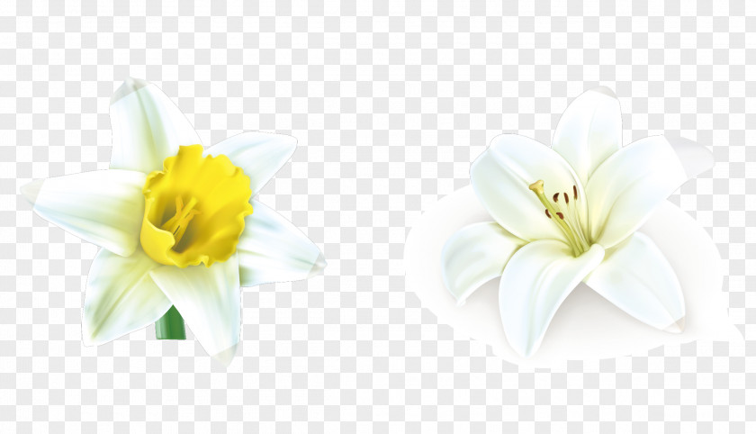Vector White Lily Material Lilium Candidum Cut Flowers PNG