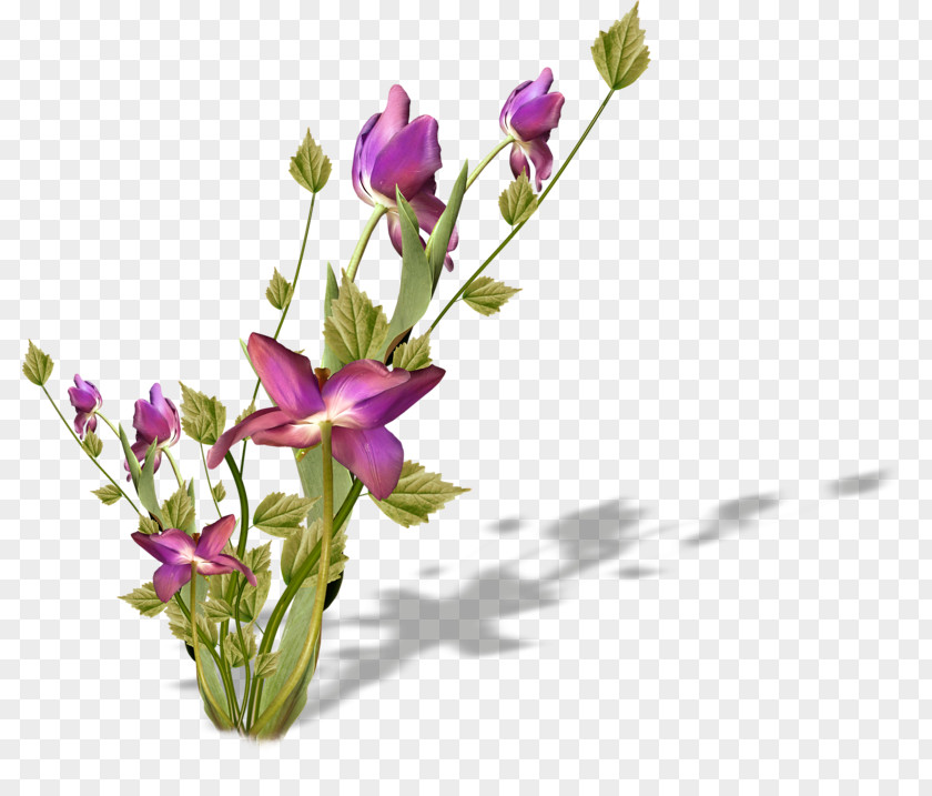 Flower Floral Design Cut Flowers Petal Plant PNG